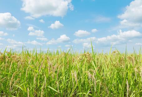 各地政策頻出，生物質(zhì)發(fā)電引重視