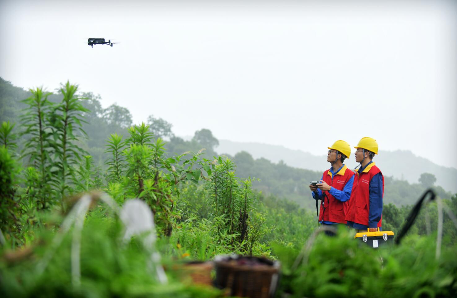 國(guó)網(wǎng)余姚市供電公司:澎湃電力讓楊梅下樹(shù)就“奔跑”